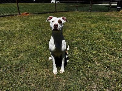 COOKIE, Pit Bull Terrier, adult, available for adoption