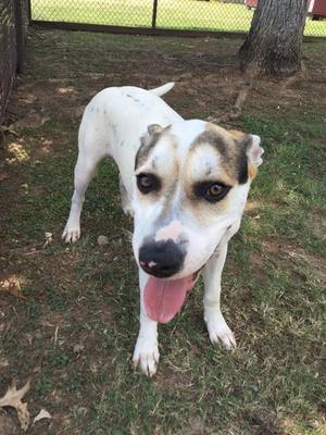 BROCK, Husky / Labrador Retriever, adult, available for adoption