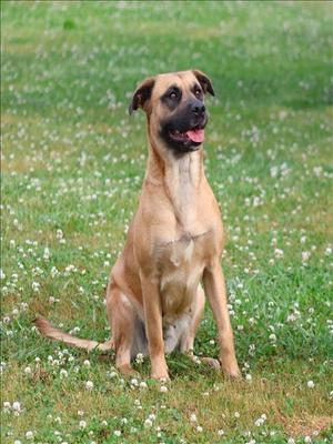 ASHOKA, Black Mouth Cur, adult, available for adoption