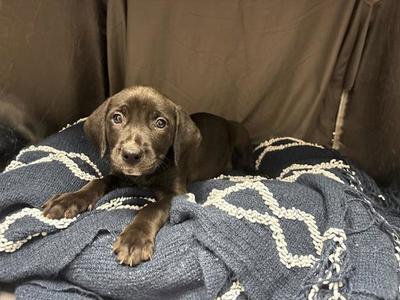 A123421, Pit Bull Terrier, adult, available for adoption