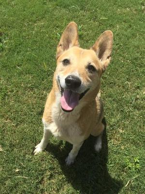A happy dog with a light brown and white coat sitting on green grass, its tongue out and ears perked up.