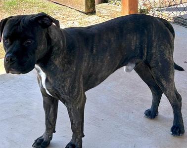 COLEMAN, Staffordshire Bull Terrier, adult, available for adoption