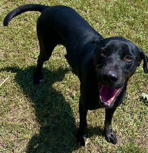 COCA COLA, Labrador Retriever, adult, available for adoption