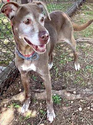 IZZY, Labrador Retriever / Pointer, senior, available for adoption