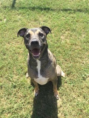 A brown and black dog with a white chest is sitting on a grassy field, looking up with its mouth open and tongue out.