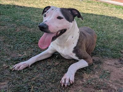 ASHLEY, Pit Bull Terrier, young, available for adoption