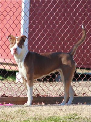 DESTINY, Pit Bull Terrier, adult, available for adoption