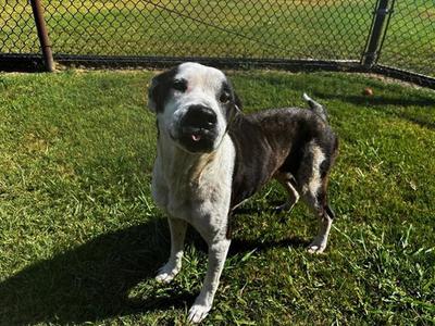 MABEL, Pit Bull Terrier, adult, available for adoption