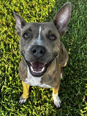 HARMONY, Pit Bull Terrier, adult, available for adoption