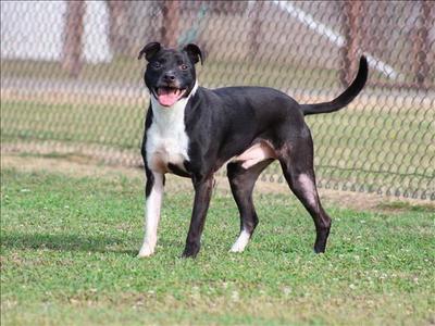A black and white pit bull standing on a grassy field with its tongue out.