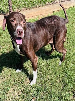 GRACIE, Pit Bull Terrier / Labrador Retriever, senior, available for adoption