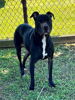 LOKI, Labrador Retriever, senior, available for adoption