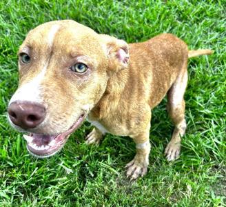 ABRAMS, Pit Bull Terrier, adult, available for adoption
