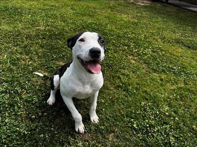 LILY, Pit Bull Terrier, adult, available for adoption
