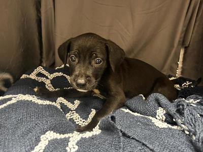 A123424, Pit Bull Terrier, adult, available for adoption