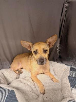 JANE, Chihuahua / Dachshund, adult, available for adoption