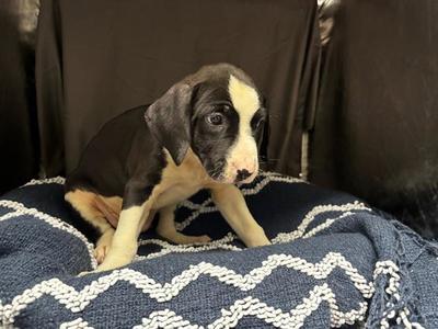 A123426, Pit Bull Terrier, adult, available for adoption