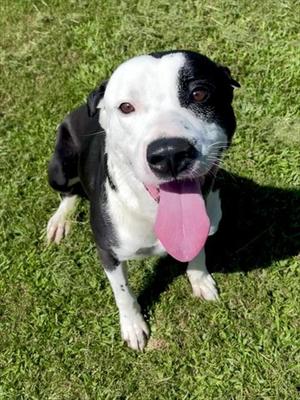 MILK, Pit Bull Terrier, adult, available for adoption