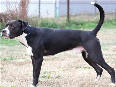 BRUNO, Boxer, adult, available for adoption