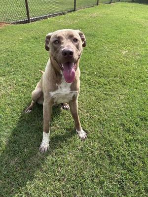 KIPPIE, Anatolian Shepherd, young, available for adoption
