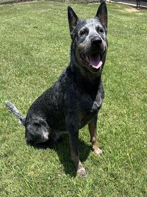 ASH, Australian Cattle Dog/Blue Heeler, adult, available for adoption