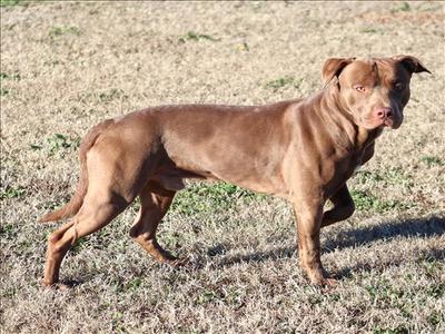JAKE, Pit Bull Terrier, adult, available for adoption