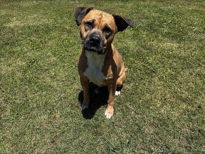 MILLIE, Pit Bull Terrier, adult, available for adoption