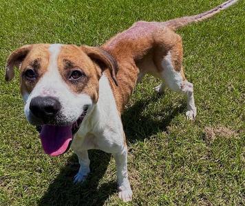 LARRY, Boxer, senior, available for adoption