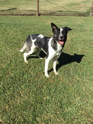 A black and white dog standing on a grassy field, with its tongue out and ears perked up.
