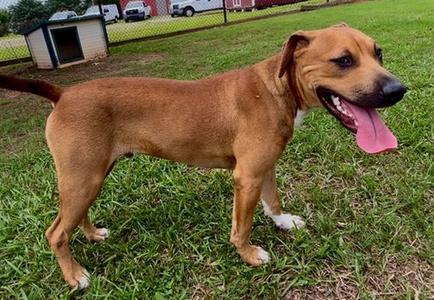 FREDDIE, Black Mouth Cur, adult, available for adoption