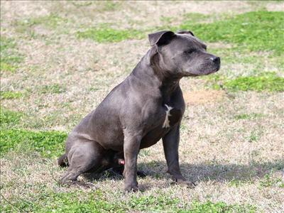 BRUISER, Pit Bull Terrier, adult, available for adoption