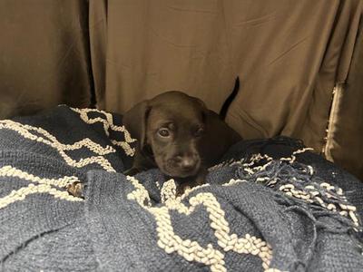 A123425, Pit Bull Terrier, adult, available for adoption