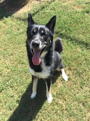 ATLAS, Siberian Husky, adult, available for adoption