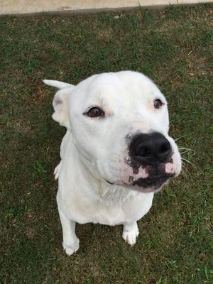 BLIZZARD, Bulldog, adult, available for adoption