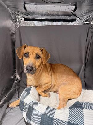 JAKE, Dachshund / Chihuahua, adult, available for adoption