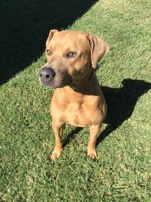 BOOKER, Labrador Retriever, adult, available for adoption