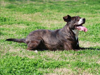 COLT, Plott Hound, adult, available for adoption