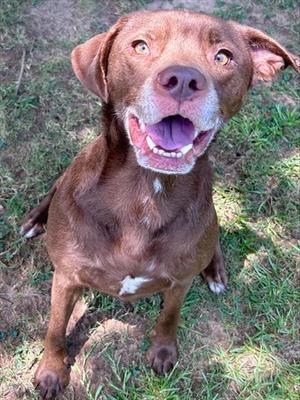 MILO, Labrador Retriever, adult, available for adoption