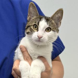 Tony, young, available for adoption