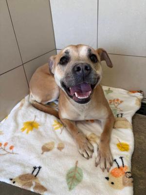 A smiling light brown dog with dark markings around its eyes and ears is lying on a blanket with a fall leaf and acorn pattern. The dog is looking directly at the camera with its mouth open and tongue visible.