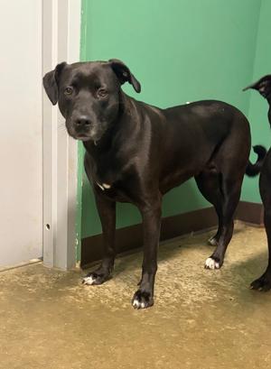 Betty, Pit Bull Terrier, adult, available for adoption