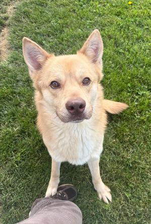 Shiloh, Shepherd (Unknown Type), adult, available for adoption