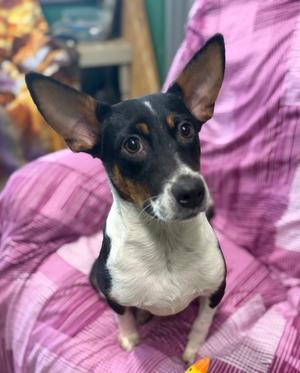Coco, Terrier (Unknown Type, Medium), young, available for adoption