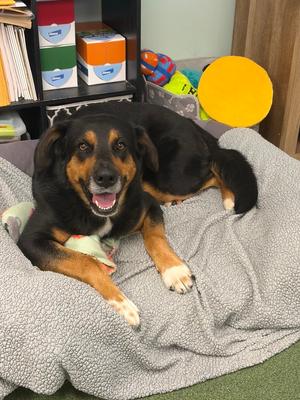 Gaddie, Shepherd (Unknown Type), adult, available for adoption