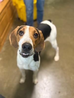 Keely, Coonhound, young, available for adoption