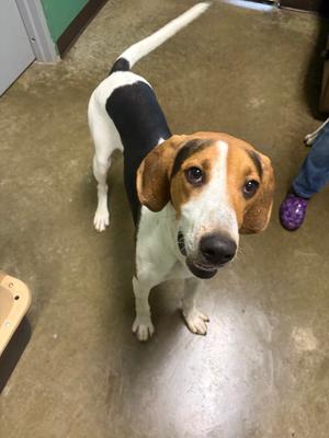 Keely, Coonhound, young, available for adoption