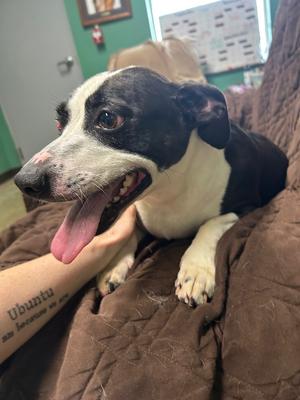 Mork, Terriers (Medium), adult, available for adoption