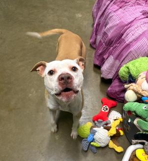 Rocket, Pit Bull Terrier, young, available for adoption