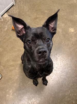 Walker, Mixed Breed, adult, available for adoption