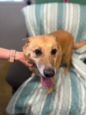 Remmi, German Shepherd Dog / Jack Russell Terrier, adult, available for adoption
